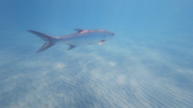 tarpon swimming in ocean
