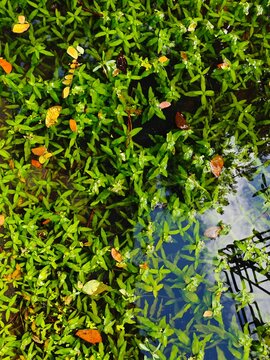 Lush Green Aquatic Plants Floating on Water Surface with Sky Reflection and Fallen Leaves
