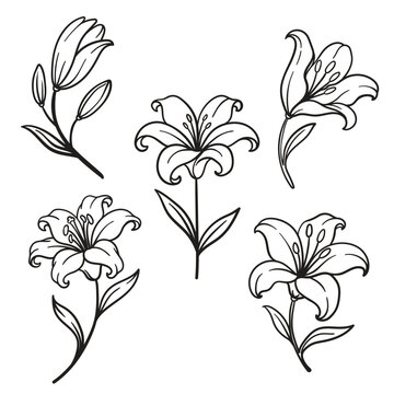 Vector line art illustration set with elegant hand-drawn lily flowers. Monochrome doodle bundle featuring realistic blooming lilies, buds, and leaves isolated on a white background