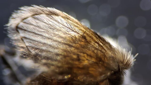 Macro shot of a drain fly Psychodidae moth fly on a dark background