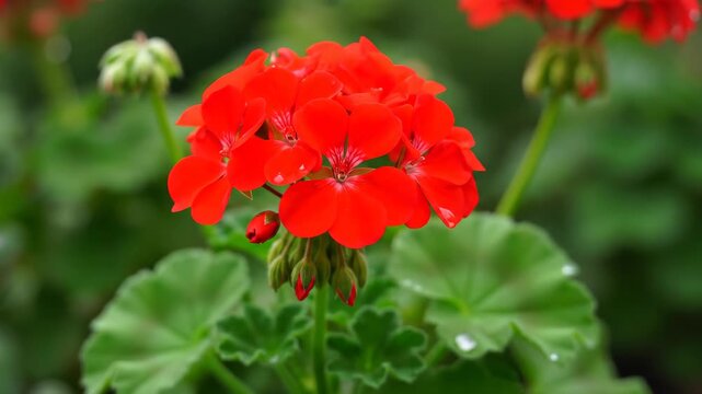 Close-up of red flowers, close-up of red geraniums after rain