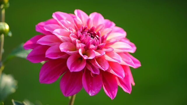Close-up of pink dahlias, close-up of pink dahlias