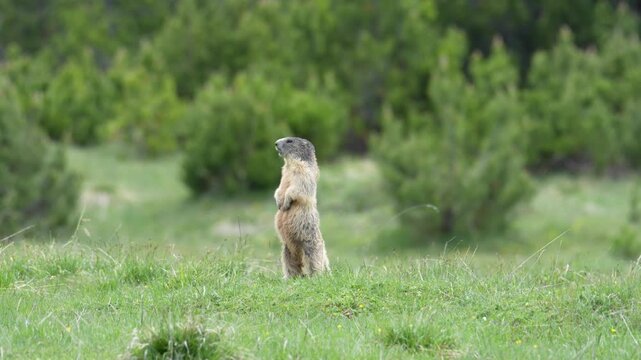 Marmot sentinel stands on its hind legs in a green alpine field and whistles a warning call