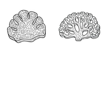 Set of line art coral reef illustrations isolated on white background