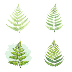 Obraz premium Set of watercolor fern leaves in various shades of green and styles