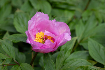 Fototapeta premium Soft as the first blush of spring, the elegant blooms of Paeonia mairei unfold with quiet grace. Close-up of Paeonia mairei blooming in spring. 