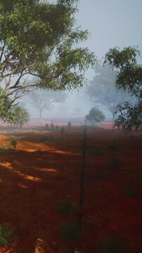 Fog covers a red dirt landscape filled with scattered trees. The ground appears dry with patches of green. The scene shows a quiet morning with low visibility due to the fog.