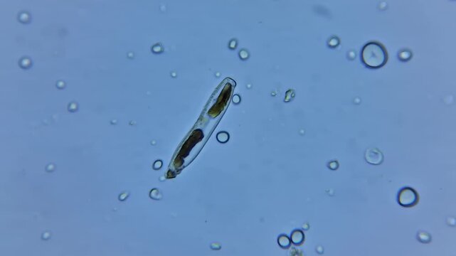 Microscopic view of a rectangular diatom microalgae cell with golden chloroplast