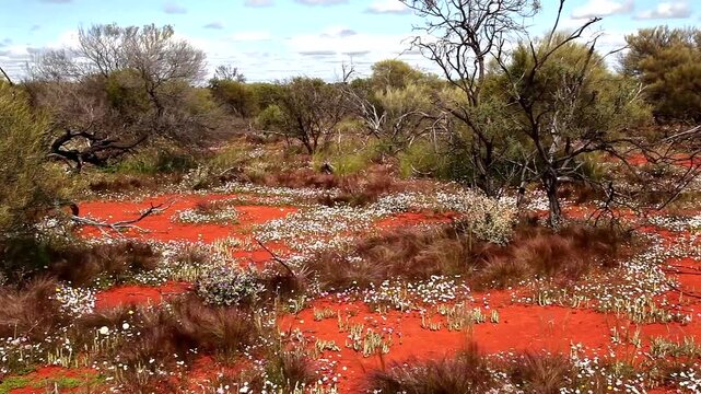 australian outback in bloom 931

