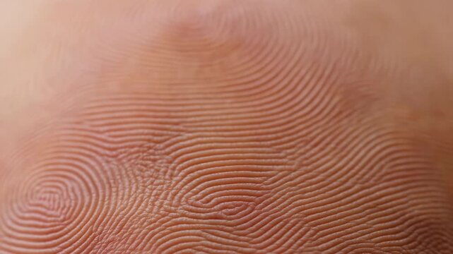 Extreme close-up of human fingertip showing concentric fingerprint ridges under warm diffuse light with fine skin texture and central whorl pattern, with fingerprint, fingertip, skin, ridge detail