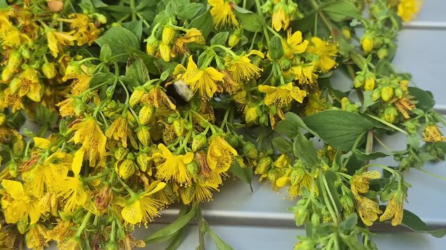 Bumblebee collecting nectar on yellow blooming hypericum flower. Insect pollinating medicinal herb. Sustainable botanical nature and biological environment concept.