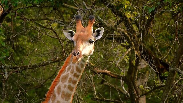 giraffe, Giraffa camelopardalis, portrait 187
