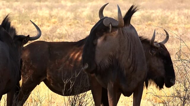 wildebeast, Connochaetes taurinus, portrait 1
