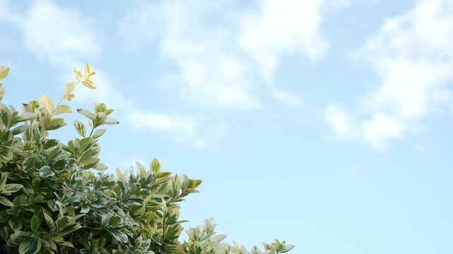 Nature background with green leaves, blue sky and soft sunlight with drifting clouds, ideal for environmental, wellness, travel and seasonal video projects.