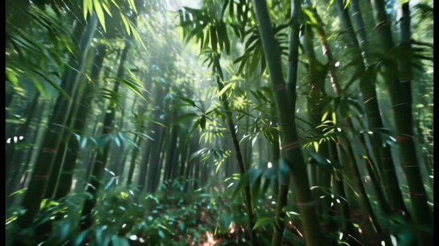 Sunlight Through Bamboo Forest Canopy, Lush Green Tropical Jungle Path