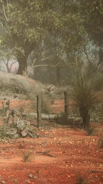 A forest area shows dry red dirt and some green trees. The ground is uneven with rocks and bushes scattered around. There is low visibility due to fog in the background.