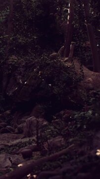 A large rock formation is covered with plants in a dark forest. Small lights blink around the rock, and the surrounding trees are tall and thick. It is twilight.
