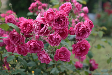 Obraz premium Beautiful pink roses bush in full bloom