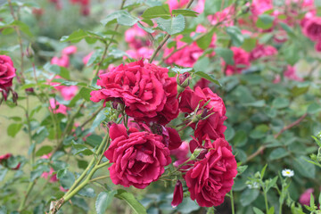 Fototapeta premium Beautiful pink roses bush in full bloom