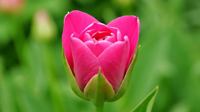 Pink tulip close-up, pink flower blooming process