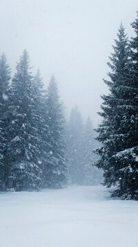 Snow covered pine trees in quiet forest during gentle winter snowfall