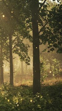 Sunlight filters through tall trees in a dense forest during early morning. Small particles float in the air, adding a sense of wonder. The ground is covered with green plants and grass.