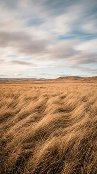 Golden prairie grass bending in wind beneath wide streaked cloud sky
