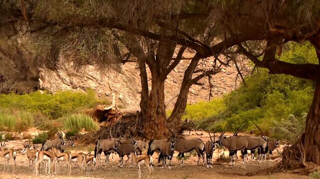 oryx, Oryx gazella, resting in shadow of an old Ana tree  292