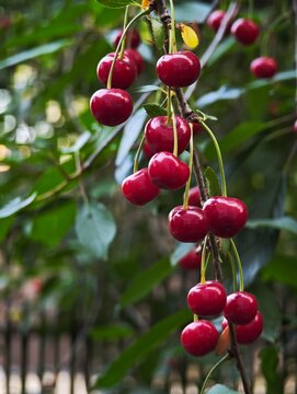 Ripe red cherries hanging on a tree branch
