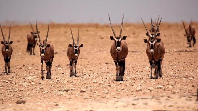 oryx, Oryx gazella, walking in Namib desert 714 
