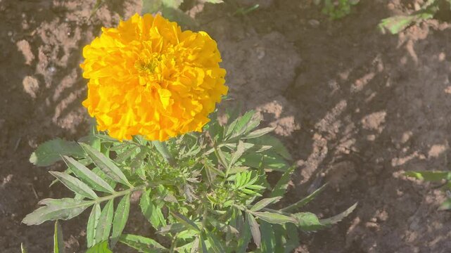 Marigold flower blooms in garden during sunny afternoon