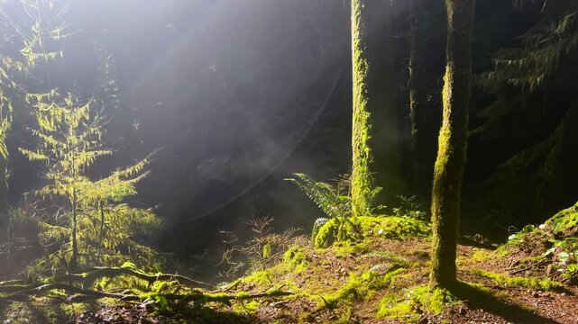 Morning light and drifting mist filter through a lush old-growth rainforest of moss-covered trunks and ferns on a North Shore mountain slope near Vancouver.