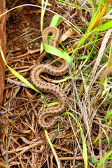 Fototapeta premium Brown Snake (Storeria dekayi) in Illinois