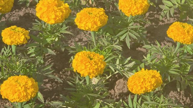 Bright yellow flowers blooming in a garden during springtime in a sunny location