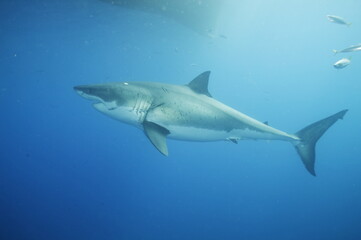 Fototapeta premium Great white shark in the Pacific Ocean