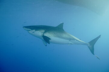 Fototapeta premium Great white shark in the Pacific Ocean