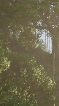 Sunlight shines through the leaves of tall trees in a forest. The light creates patterns on the ground. Green foliage surrounds the area. It is in the afternoon with clear skies.