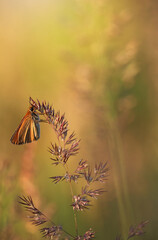 Mały motyl Karłatek siedzący na kłosie trawy w ciepłym świetle poranka. © mycatherina