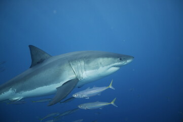 Fototapeta premium Great white shark in the Pacific Ocean