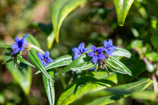 Purple gromwell (glandora prostrata) flowers in bloom
