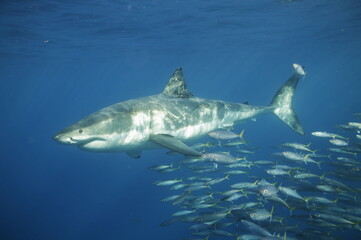 Great white shark in the Pacific Ocean © willtu