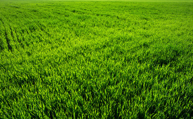 Fototapeta premium Fresh spring green grass. Natural background texture lawn