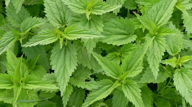 Fresh green nettle blowing in wind. Close up of nettle medical plant.&nbsp;