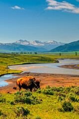 Buffalo Grazing on Hillside in Lamar Valley-Yellowstone NP © stuckreed