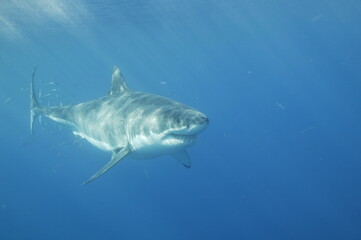 Great white shark in the Pacific Ocean © willtu