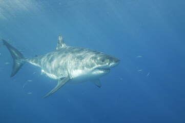 Great white shark in the Pacific Ocean © willtu