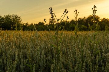 A wheat field stretches out under the setting sun. Tall weeds are visible in the foreground, and trees grow along the horizon. The sky turns warm colors as day turns to night © Віталій Б.
