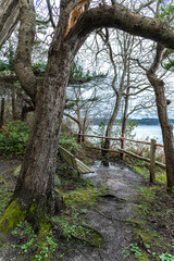 Fototapeta premium Loop Trail in the Camano Island State Park, WA