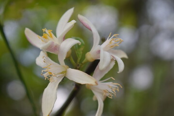 Obraz premium A beautiful macro shot of white lemon or citrus blossoms blooming on a branch with soft natural bokeh background.