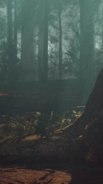 Sunlight shines through tall trees in a dense forest. Ferns grow on the ground. The setting shows a natural landscape with shadows and light playing among the trees.